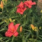 Orange and Yellow daylilies