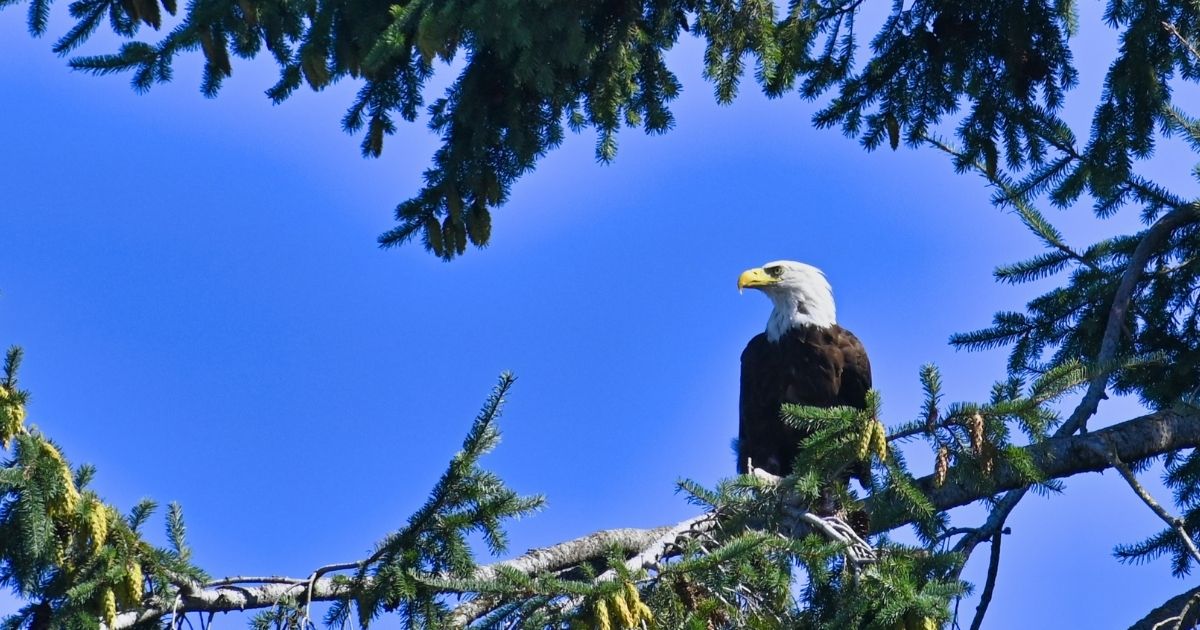 Bald Eagle in tree against a blue sky