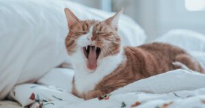 a cat yawning