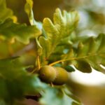 Tree with Acorns