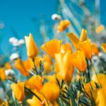 Yellow Poppies in a field